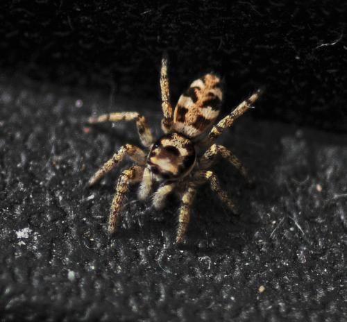 Réf. 320 025 : Salticus scenicus